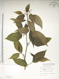 中文名:佩羅特木(S007675)學名:Perrottetia arisanensis Hayata(S007675)英文名:Taiwan perrottetia