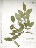 中文名:佩羅特木(S028548)學名:Perrottetia arisanensis Hayata(S028548)英文名:Taiwan perrottetia