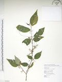 中文名:佩羅特木(S062664)學名:Perrottetia arisanensis Hayata(S062664)英文名:Taiwan perrottetia