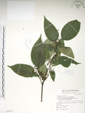 中文名:佩羅特木(S069274)學名:Perrottetia arisanensis Hayata(S069274)英文名:Taiwan perrottetia