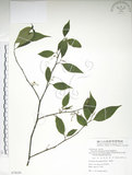 中文名:佩羅特木(S078059)學名:Perrottetia arisanensis Hayata(S078059)英文名:Taiwan perrottetia