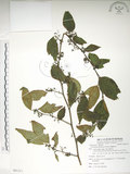 中文名:佩羅特木(S081211)學名:Perrottetia arisanensis Hayata(S081211)英文名:Taiwan perrottetia