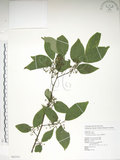 中文名:佩羅特木(S082351)學名:Perrottetia arisanensis Hayata(S082351)英文名:Taiwan perrottetia