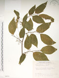 中文名:佩羅特木(S089278)學名:Perrottetia arisanensis Hayata(S089278)英文名:Taiwan perrottetia