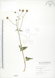 中文名:鬼針(S000576)學名:Bidens bipinnata L.(S000576)