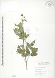 中文名:鬼針(S000577)學名:Bidens bipinnata L.(S000577)