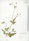 中文名:鬼針(S000578)學名:Bidens bipinnata L.(S000578)