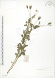 中文名:鬼針(S021096)學名:Bidens bipinnata L.(S021096)