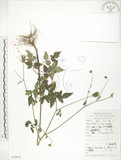 中文名:鬼針(S052479)學名:Bidens bipinnata L.(S052479)