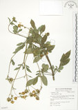 中文名:鬼針(S053877)學名:Bidens bipinnata L.(S053877)