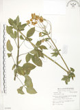 中文名:鬼針(S053892)學名:Bidens bipinnata L.(S053892)