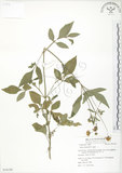 中文名:鬼針(S054190)學名:Bidens bipinnata L.(S054190)