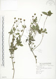 中文名:鬼針(S055171)學名:Bidens bipinnata L.(S055171)