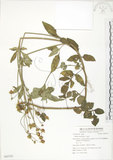 中文名:鬼針(S062707)學名:Bidens bipinnata L.(S062707)