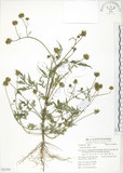 中文名:鬼針(S063307)學名:Bidens bipinnata L.(S063307)