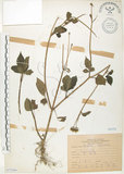 中文名:鬼針(S075264)學名:Bidens bipinnata L.(S075264)