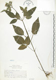 中文名:鬼針(S075265)學名:Bidens bipinnata L.(S075265)