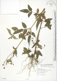 中文名:鬼針(S078205)學名:Bidens bipinnata L.(S078205)