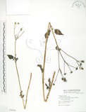 中文名:鬼針(S078230)學名:Bidens bipinnata L.(S078230)