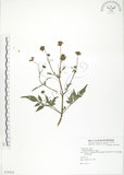 中文名:鬼針(S078454)學名:Bidens bipinnata L.(S078454)