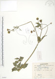 中文名:鬼針(S084967)學名:Bidens bipinnata L.(S084967)