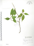 中文名:臺灣青莢葉(S002223)學名:Helwingia japonica (Thunb.) Dietr. subsp. formosana (Kanehira & Sasaki) Hara & Kurosawa(S002223)中文別名:葉長花英文名:Helwingia