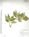 中文名:臺灣青莢葉(S011299)學名:Helwingia japonica (Thunb.) Dietr. subsp. formosana (Kanehira & Sasaki) Hara & Kurosawa(S011299)中文別名:葉長花英文名:Helwingia