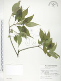 中文名:臺灣青莢葉(S011301)學名:Helwingia japonica (Thunb.) Dietr. subsp. formosana (Kanehira & Sasaki) Hara & Kurosawa(S011301)中文別名:葉長花英文名:Helwingia