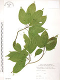 中文名:臺灣青莢葉(S017277)學名:Helwingia japonica (Thunb.) Dietr. subsp. formosana (Kanehira & Sasaki) Hara & Kurosawa(S017277)中文別名:葉長花英文名:Helwingia