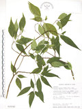 中文名:臺灣青莢葉(S018342)學名:Helwingia japonica (Thunb.) Dietr. subsp. formosana (Kanehira & Sasaki) Hara & Kurosawa(S018342)中文別名:葉長花英文名:Helwingia