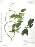 中文名:臺灣青莢葉(S021808)學名:Helwingia japonica (Thunb.) Dietr. subsp. formosana (Kanehira & Sasaki) Hara & Kurosawa(S021808)中文別名:葉長花英文名:Helwingia