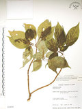 中文名:臺灣青莢葉(S034058)學名:Helwingia japonica (Thunb.) Dietr. subsp. formosana (Kanehira & Sasaki) Hara & Kurosawa(S034058)中文別名:葉長花英文名:Helwingia