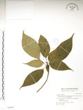 中文名:臺灣青莢葉(S036599)學名:Helwingia japonica (Thunb.) Dietr. subsp. formosana (Kanehira & Sasaki) Hara & Kurosawa(S036599)中文別名:葉長花英文名:Helwingia
