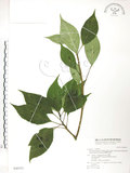 中文名:臺灣青莢葉(S046553)學名:Helwingia japonica (Thunb.) Dietr. subsp. formosana (Kanehira & Sasaki) Hara & Kurosawa(S046553)中文別名:葉長花英文名:Helwingia