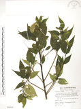 中文名:臺灣青莢葉(S054530)學名:Helwingia japonica (Thunb.) Dietr. subsp. formosana (Kanehira & Sasaki) Hara & Kurosawa(S054530)中文別名:葉長花英文名:Helwingia