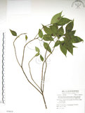中文名:臺灣青莢葉(S054618)學名:Helwingia japonica (Thunb.) Dietr. subsp. formosana (Kanehira & Sasaki) Hara & Kurosawa(S054618)中文別名:葉長花英文名:Helwingia