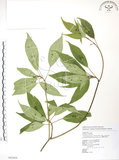 中文名:臺灣青莢葉(S062656)學名:Helwingia japonica (Thunb.) Dietr. subsp. formosana (Kanehira & Sasaki) Hara & Kurosawa(S062656)中文別名:葉長花英文名:Helwingia