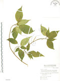 中文名:臺灣青莢葉(S064648)學名:Helwingia japonica (Thunb.) Dietr. subsp. formosana (Kanehira & Sasaki) Hara & Kurosawa(S064648)中文別名:葉長花英文名:Helwingia