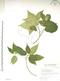 中文名:臺灣青莢葉(S064788)學名:Helwingia japonica (Thunb.) Dietr. subsp. formosana (Kanehira & Sasaki) Hara & Kurosawa(S064788)中文別名:葉長花英文名:Helwingia