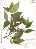 中文名:臺灣青莢葉(S065015)學名:Helwingia japonica (Thunb.) Dietr. subsp. formosana (Kanehira & Sasaki) Hara & Kurosawa(S065015)中文別名:葉長花英文名:Helwingia