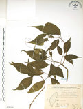 中文名:臺灣青莢葉(S076160)學名:Helwingia japonica (Thunb.) Dietr. subsp. formosana (Kanehira & Sasaki) Hara & Kurosawa(S076160)中文別名:葉長花英文名:Helwingia