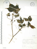 中文名:臺灣青莢葉(S076290)學名:Helwingia japonica (Thunb.) Dietr. subsp. formosana (Kanehira & Sasaki) Hara & Kurosawa(S076290)中文別名:葉長花英文名:Helwingia