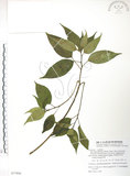 中文名:臺灣青莢葉(S077806)學名:Helwingia japonica (Thunb.) Dietr. subsp. formosana (Kanehira & Sasaki) Hara & Kurosawa(S077806)中文別名:葉長花英文名:Helwingia
