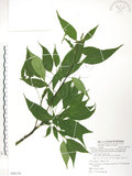 中文名:臺灣青莢葉(S086136)學名:Helwingia japonica (Thunb.) Dietr. subsp. formosana (Kanehira & Sasaki) Hara & Kurosawa(S086136)中文別名:葉長花英文名:Helwingia
