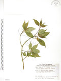 中文名:臺灣青莢葉(S089232)學名:Helwingia japonica (Thunb.) Dietr. subsp. formosana (Kanehira & Sasaki) Hara & Kurosawa(S089232)中文別名:葉長花英文名:Helwingia