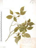 中文名:臺灣青莢葉(S089380)學名:Helwingia japonica (Thunb.) Dietr. subsp. formosana (Kanehira & Sasaki) Hara & Kurosawa(S089380)中文別名:葉長花英文名:Helwingia