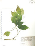 中文名:臺灣青莢葉(S090088)學名:Helwingia japonica (Thunb.) Dietr. subsp. formosana (Kanehira & Sasaki) Hara & Kurosawa(S090088)中文別名:葉長花英文名:Helwingia