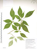 中文名:臺灣青莢葉(S090502)學名:Helwingia japonica (Thunb.) Dietr. subsp. formosana (Kanehira & Sasaki) Hara & Kurosawa(S090502)中文別名:葉長花英文名:Helwingia