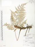 中文名:臺灣小膜蓋蕨(P002780)學名:Araiostegia parvipinnula (Hayata) Copel.(P002780)