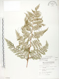 中文名:臺灣小膜蓋蕨(P003044)學名:Araiostegia parvipinnula (Hayata) Copel.(P003044)